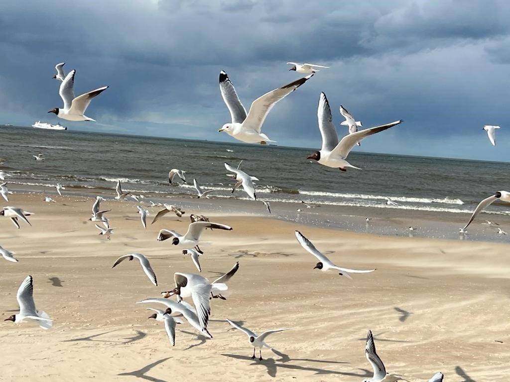 Apartamenty Swinoujscie - Kormoran Extérieur photo